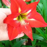 گلهای پیازی|گل و گیاه طبیعی|ماسال, |دیوار