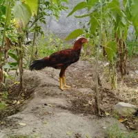 یک عدد خروس جوان و سالم