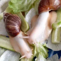 حلزون آلبینو (معجزه ی جوانسازی پوست)|آرایشی، بهداشتی، درمانی|اصفهان, نقش جهان|دیوار