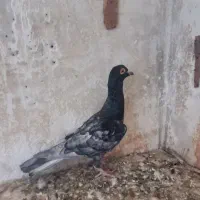 موشی‌گرگاتی