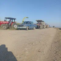 خرید و فروش ذرت علوفه ای و بسته بندی به قیمت مناسب