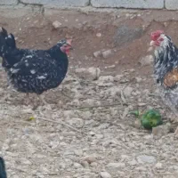 فروش مرغ و خروس گلین
