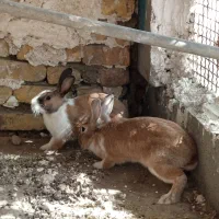 فروش یک جفت خرگوش سالم ۸۰۰|موش و خرگوش|میناب, |دیوار