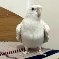 عروس هلندی آلبینو سخنگو فوق دستی|پرنده|مشهد, ایثار|دیوار