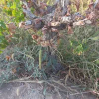 کنده میم انگور به همراه یه تنه درخت توت