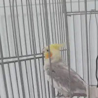 یک جفت عروس هلندی مولد|پرنده|ماهدشت, |دیوار