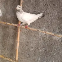 کفترتک پر|پرنده|مینودشت, |دیوار