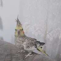 عروس هلندی|پرنده|کلارآباد, |دیوار