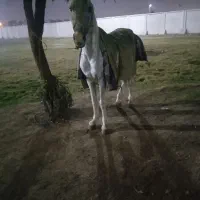 مادیون سفید