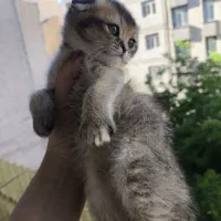 اسکاتیش بریتیش فلد بلک گلد