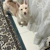 سگ پامرین|سگ|رباط‌کریم, نصیرشهر|دیوار