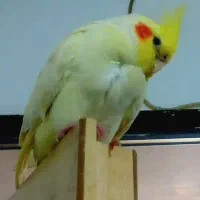 عروس هلندی|حیوانات|کرمانشاه, |دیوار