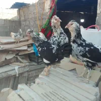 مرغ گلین ومعمولی (فقط تخم مرغ دارم )|حیوانات مزرعه|چغادک, |دیوار