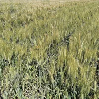 اجاره زمین کشاورزی