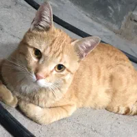 واگذاری گربه