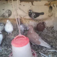 کبوتر|پرنده|گلپایگان, |دیوار