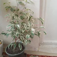 گل طبیعی سالم|گل و گیاه طبیعی|تهران, مینای جنوبی|دیوار