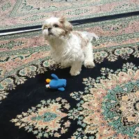 سگ دوست داشتنی به خانواده خوب واگذار میشه|سگ|فردیس, ثابتی|دیوار