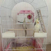 عروس هلندی