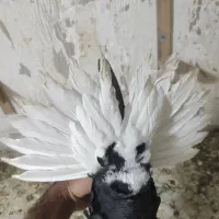 ۷عدد کبوتر