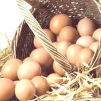 فروش تخم مرغ محلی نطفه دار تازه و ارگانیک