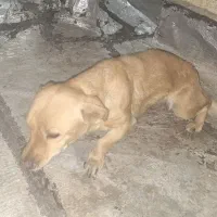 واگذاری سگ اشپیتز ماده پا کوتاه