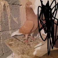 حبش زرد و دااچیل