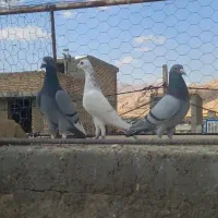 دسته پلاکی