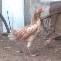 فروش مرغ لاری اصیل