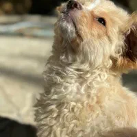 گمشده|حیوانات|فسا, |دیوار