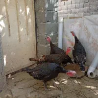 بوقلمون ماده