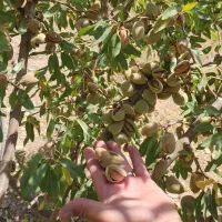 نهال بادام تونو|گل و گیاه طبیعی|یاسوج, |دیوار