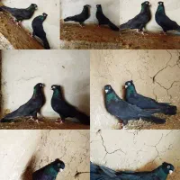 کفتر رنگی|پرنده|یزد, |دیوار