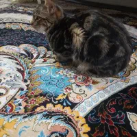 بچه گربه نرشش ماهه برای واگذاری