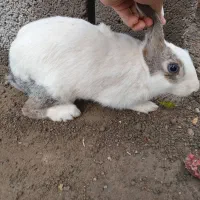 خرگوش نر معاوضه با ماده