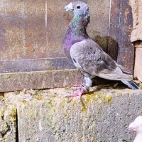 6تا کفتر خوب فروشی|پرنده|مشهد, هفده شهریور|دیوار