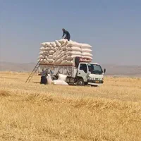 کاه گندم