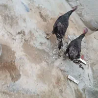 بقلمون ماده