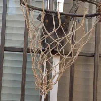 حلقه بسکتبال