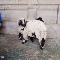 بره نر بزرگ چاق چاق