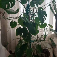 گل های آپارتمانی|گل و گیاه طبیعی|اردبیل, |دیوار