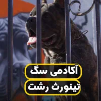 پانسیون سگ تینورث رشت