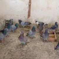 کبوتر