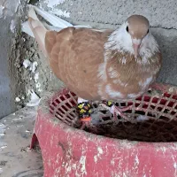 کفتر کبوتر طوقی و س|پرنده|گنبد کاووس, |دیوار