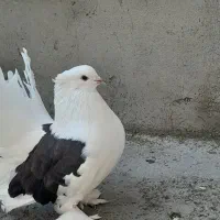 کبوتر دم چتری|پرنده|آمل, |دیوار