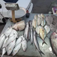 صید تازه ماهی