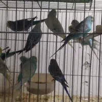 پرنده|پرنده|شاهرود, |دیوار