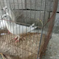 کفتر|پرنده|میناب, |دیوار