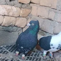 کبوتر|پرنده|سیدآباد, |دیوار