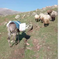 خر ماده سه ساله|حیوانات مزرعه|اردبیل, |دیوار